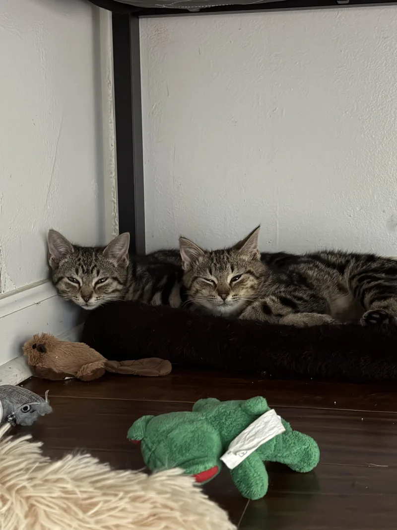 A baby medium-sized male Tabby (Brown / Chocolate) Domestic Short Hair cat named Wyatt for adoption in Columbus, OH