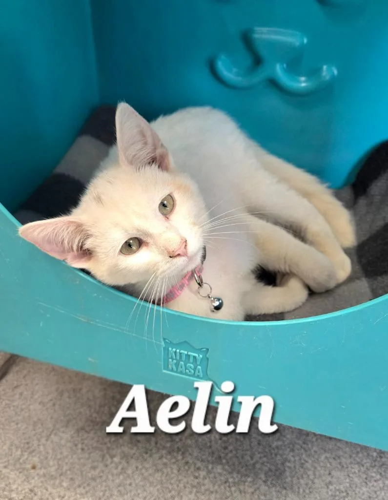 Aelin