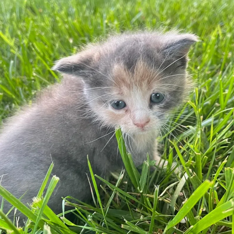 A baby small-sized female Gray / Blue / Silver Domestic Medium Hair cat named Stevie for adoption in Winston Salem, NC