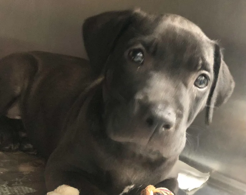 A baby medium-sized male Black Labrador Retriever dog named Harry for adoption in Parma, OH