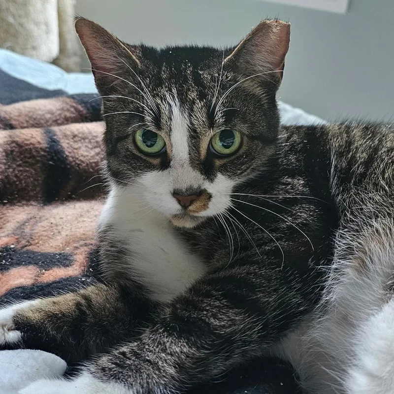 An adult large-sized female Gray / Blue / Silver Domestic Short Hair cat named Twila for adoption in Durham, NC