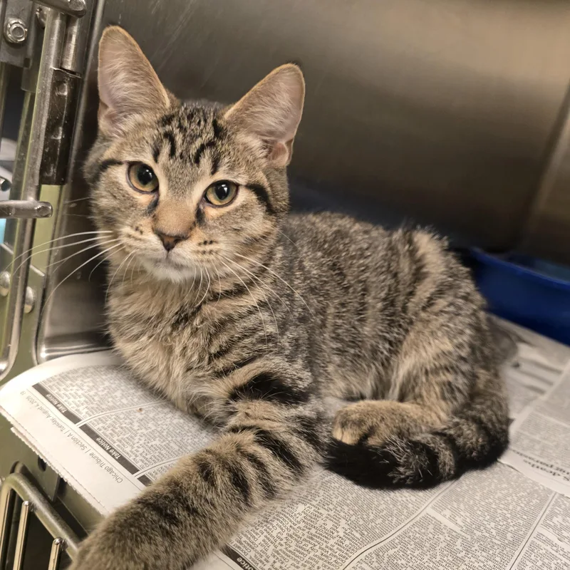 A young small-sized male Tabby (Brown / Chocolate) Domestic Short Hair cat named Cedar for adoption in Cicero, IL
