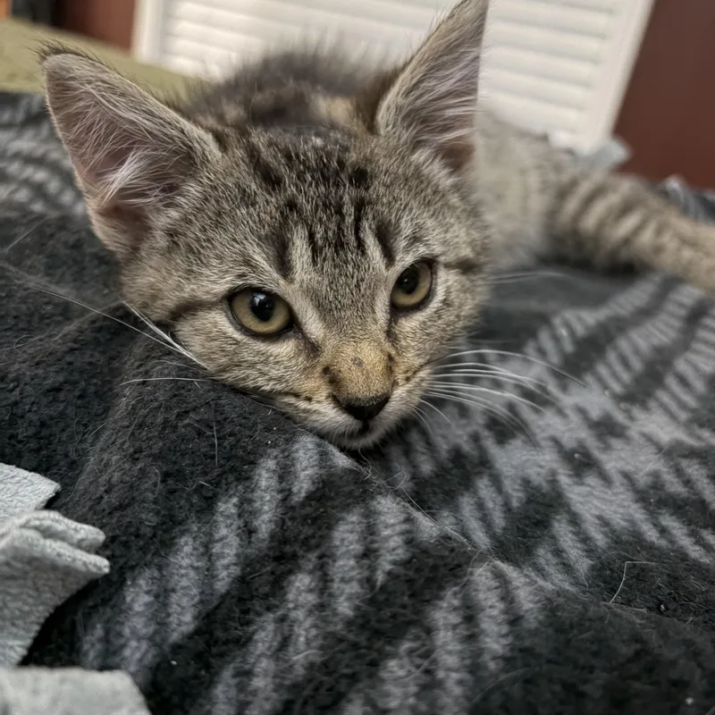A baby medium-sized male Tabby (Buff / Tan / Fawn) Domestic Short Hair cat named Chicken Nugget for adoption in Muncie, IN