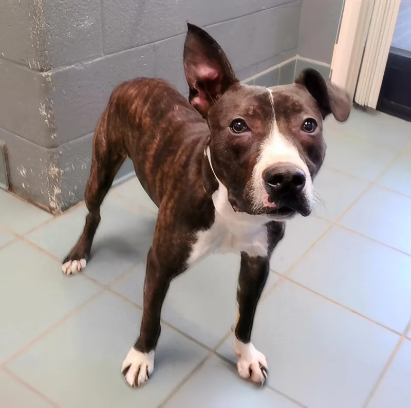 A young medium-sized male Brindle Mixed Breed dog named Squash for adoption in Nashville, TN