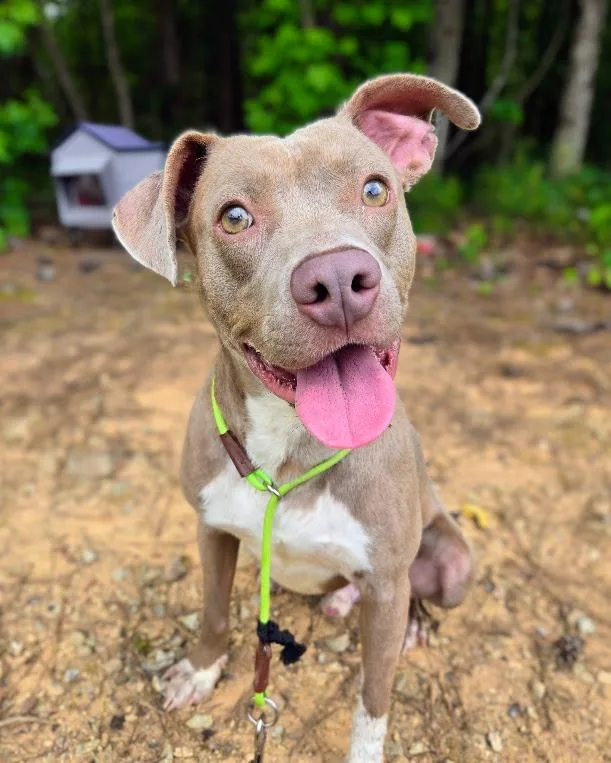 A young medium-sized male Mixed Breed dog named Atreus for adoption in Douglasville, GA