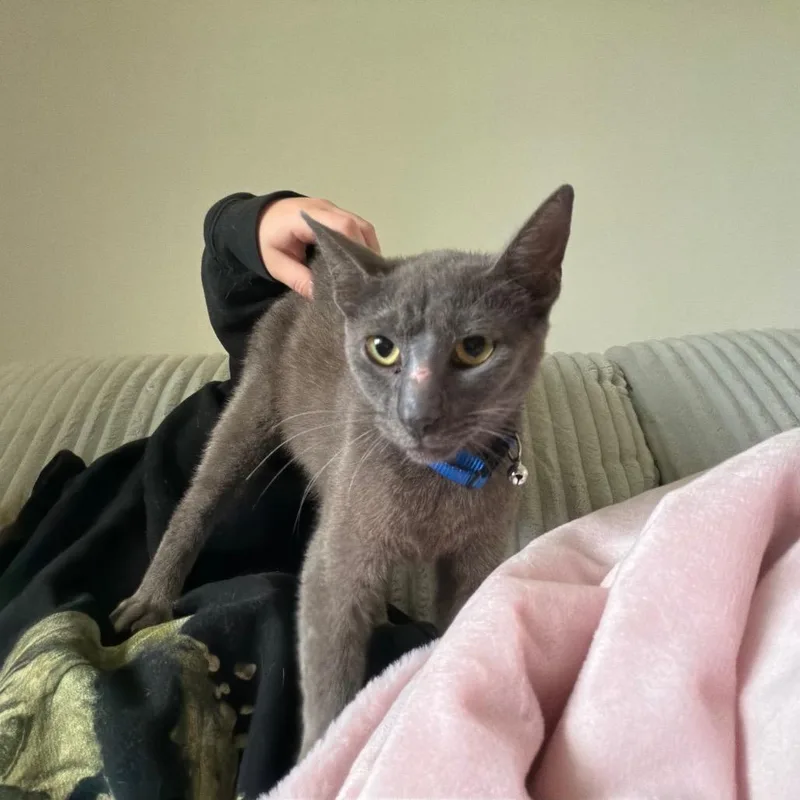 A young medium-sized male Gray / Blue / Silver Domestic Short Hair cat named Blinker Fluid for adoption in Beulaville, NC