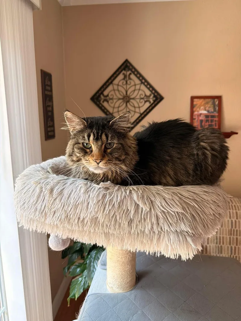An adult medium-sized female Domestic Long Hair cat named Mango for adoption in Enfield, CT