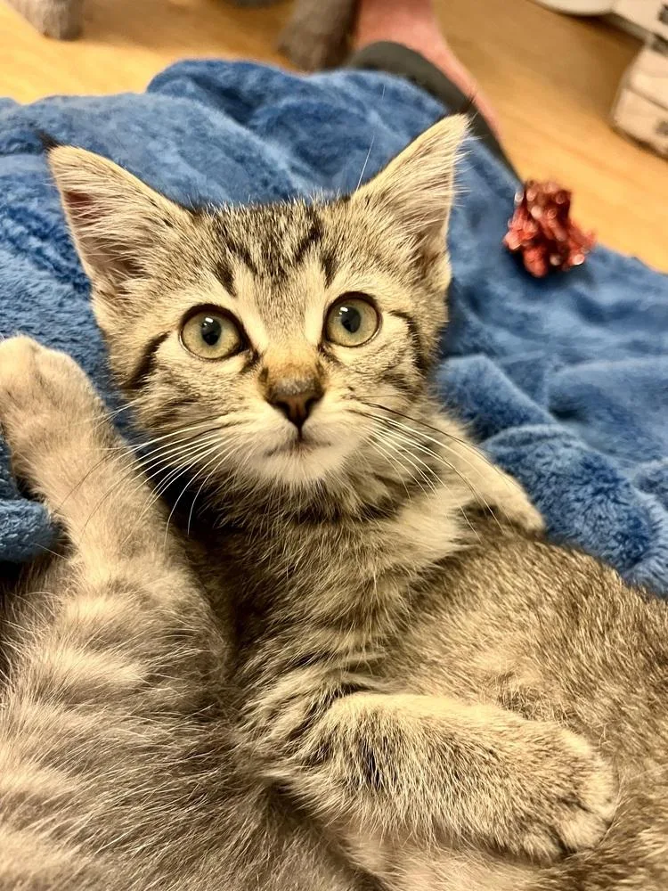 A baby small-sized female Gray / Blue / Silver Domestic Short Hair cat named Stevie Nicks for adoption in Emerald Isle, NC