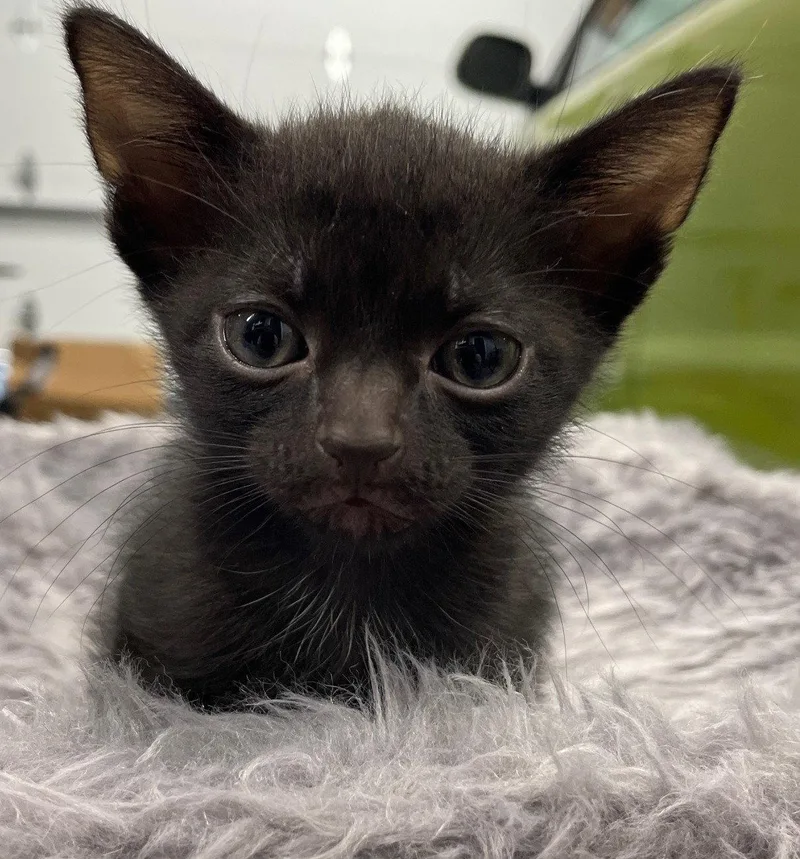 A baby medium-sized female Black Domestic Short Hair cat named Catbat for adoption in Island Lake, IL