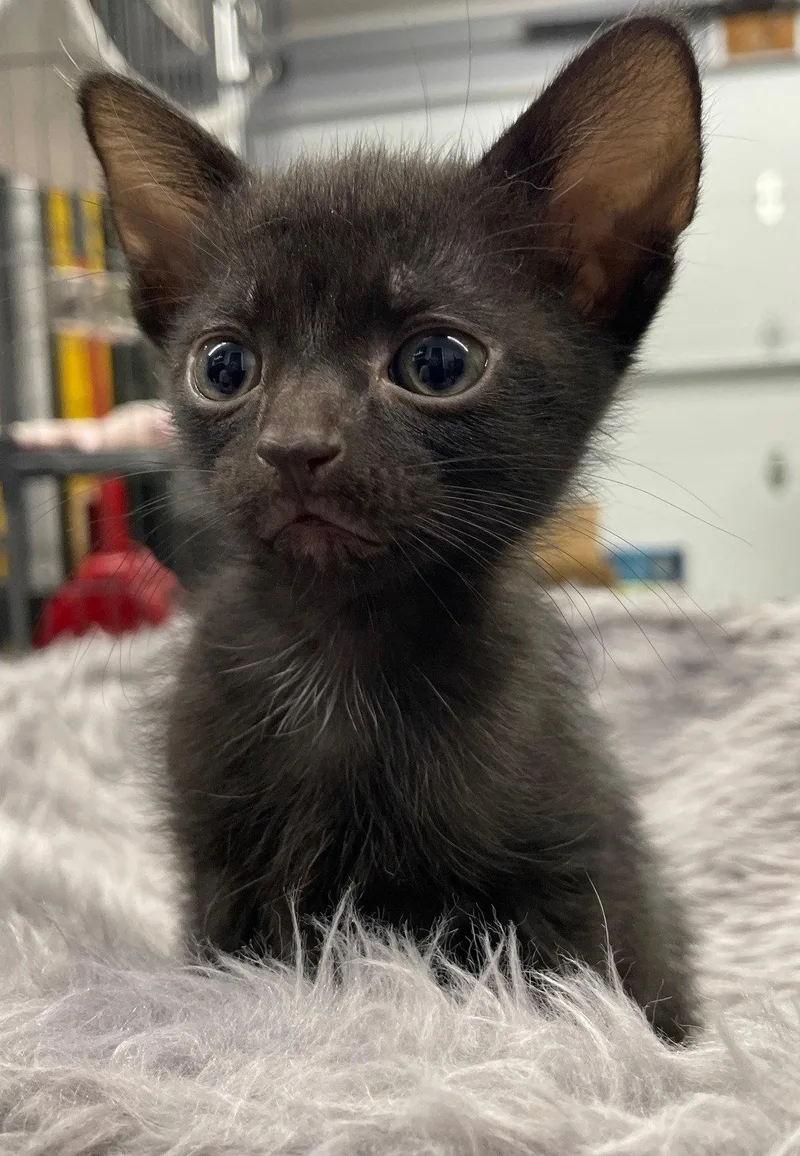 Catbat thumbnail 2