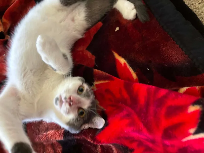 A baby medium-sized male Gray & White Domestic Short Hair cat named Dr. Pepper for adoption in Davis, CA