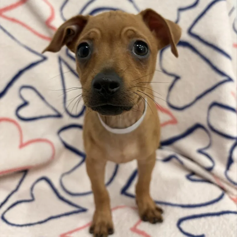 A baby small-sized male Yellow / Tan / Blond / Fawn Dachshund dog named Elm for adoption in Hawthorne, CA