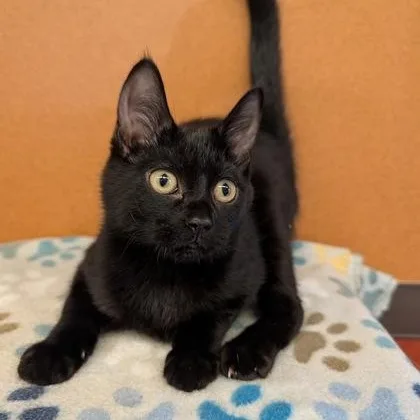 A baby small-sized male Black American Shorthair cat named Concord for adoption in Rochester, MN