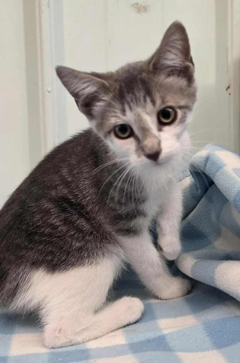 A baby medium-sized male Domestic Short Hair cat named Grover for adoption in Brainerd, MN