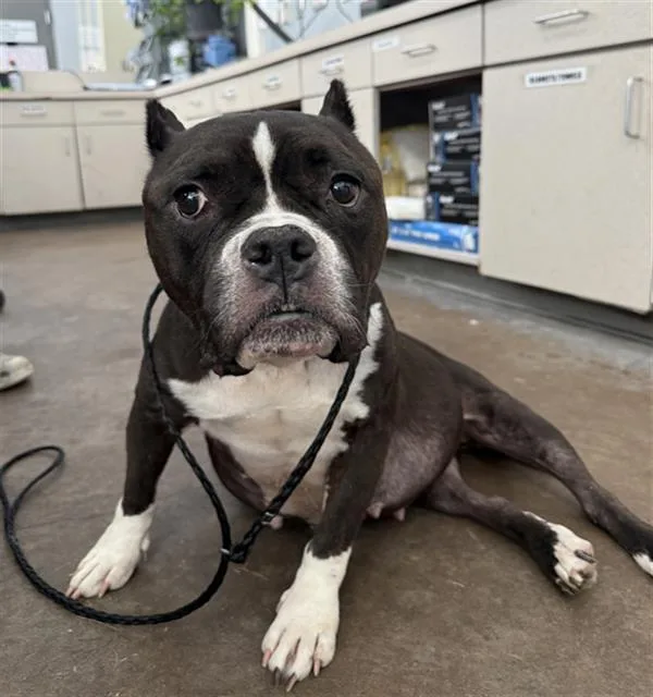 An adult medium-sized female Mixed Breed dog named Jellybean for adoption in Dallas, TX
