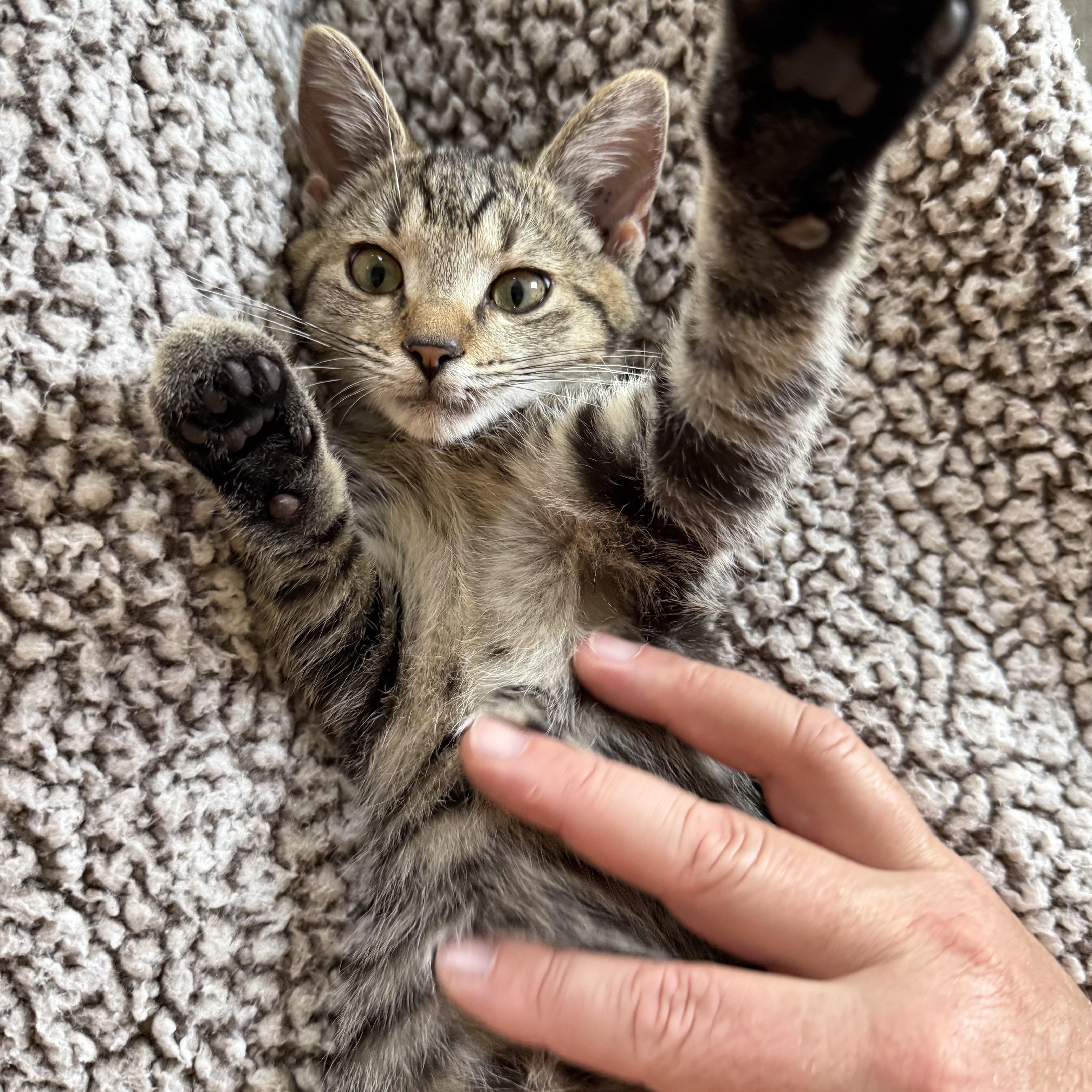 A baby medium-sized male Tabby (Brown / Chocolate) Tabby cat named Scotty for adoption in Plain City, OH
