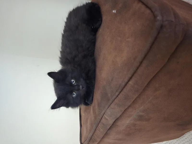 A baby small-sized male Black Domestic Medium Hair cat named Prada for adoption in La Jolla, CA