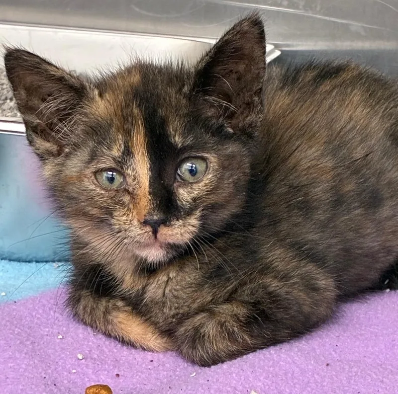 A baby medium-sized female Domestic Short Hair cat named Brooklyn for adoption in Hartsville, SC