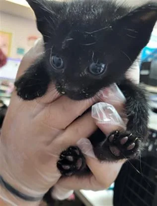 A baby small-sized female Domestic Short Hair cat named Lunah for adoption in Fort Walton Beach, FL