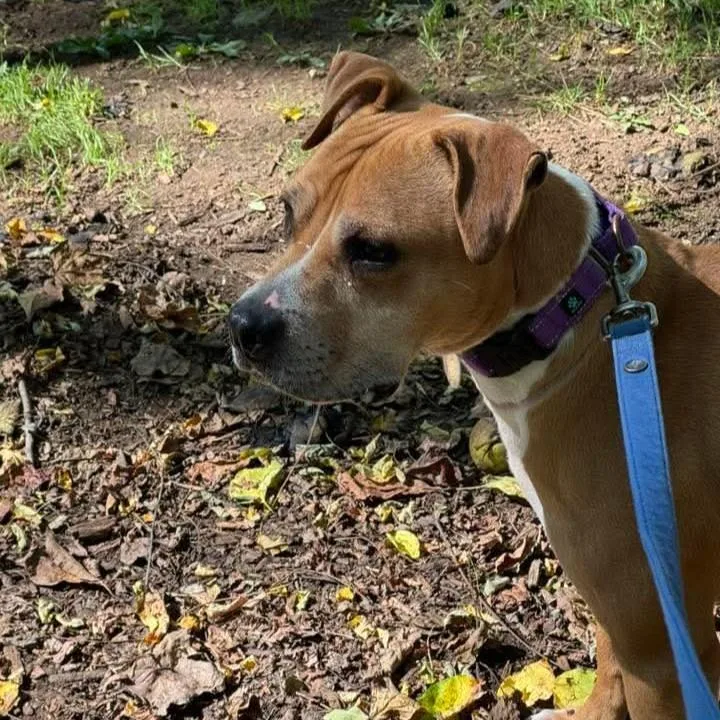 An adult medium-sized male Yellow / Tan / Blond / Fawn Pit Bull Terrier dog named Prince for adoption in Phoenixville, PA