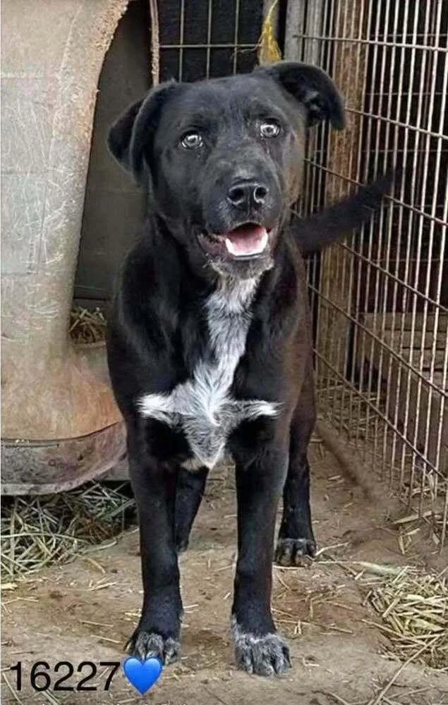 An adult medium-sized male Tricolor (Brown, Black, & White) Labrador Retriever dog named Chance for adoption in Fort Lupton, CO