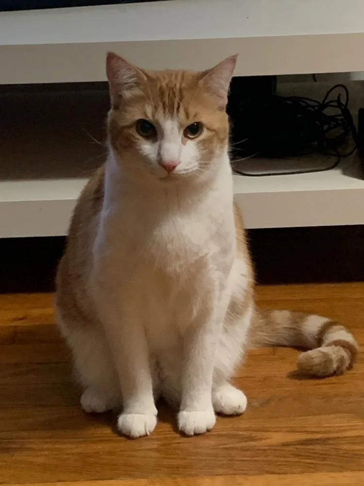 An adult large-sized male Domestic Short Hair cat named Pumpkin Lw for adoption in Greenville, SC