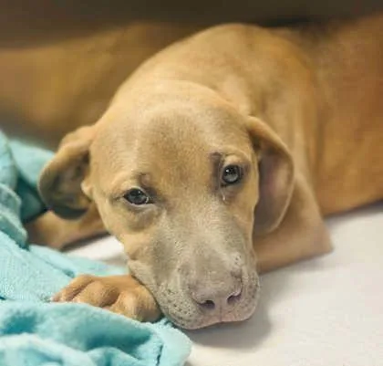 A baby small-sized male Mixed Breed dog named Tramp for adoption in West Chester, PA