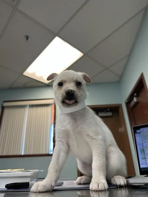 A baby small-sized female Siberian Husky dog named Jelly for adoption in Phoenix, AZ