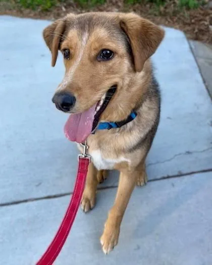 A young large-sized male Hound dog named Bourbon for adoption in Washington, DC