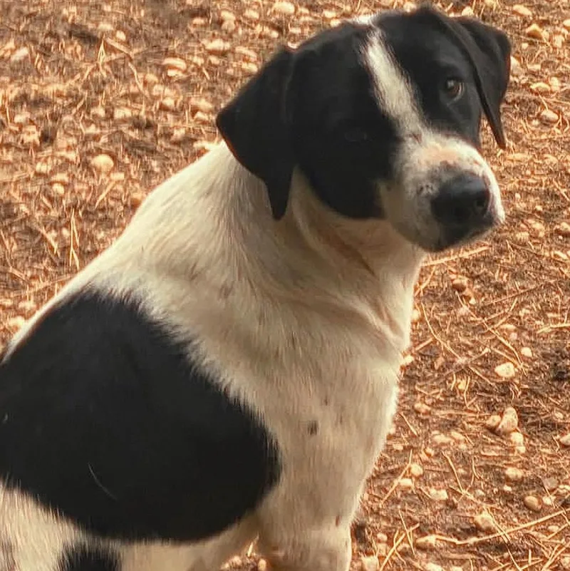 An adult medium-sized female Black Hound dog named Simone for adoption in Waverly, AL