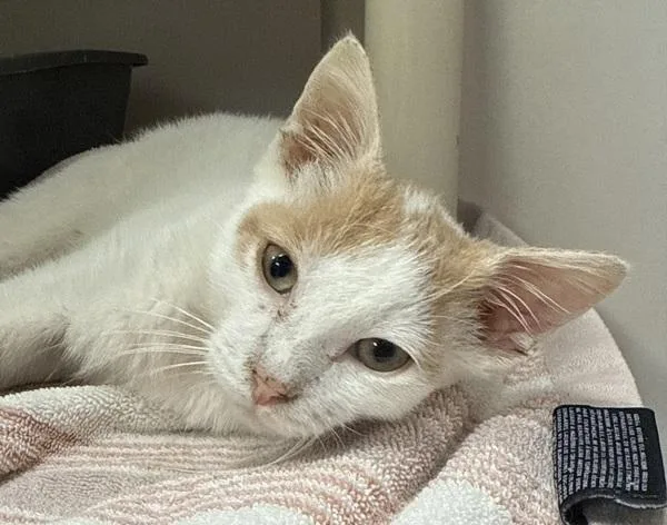 A baby small-sized female Domestic Short Hair cat named Alana for adoption in Salisbury, MD