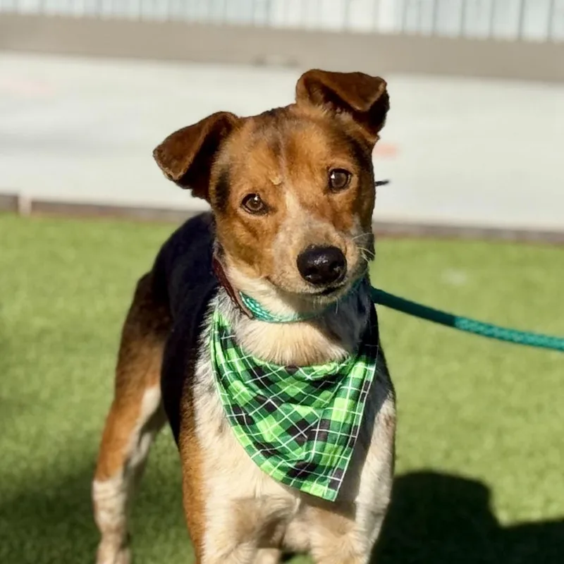 Screech  I Am thumbnail 4