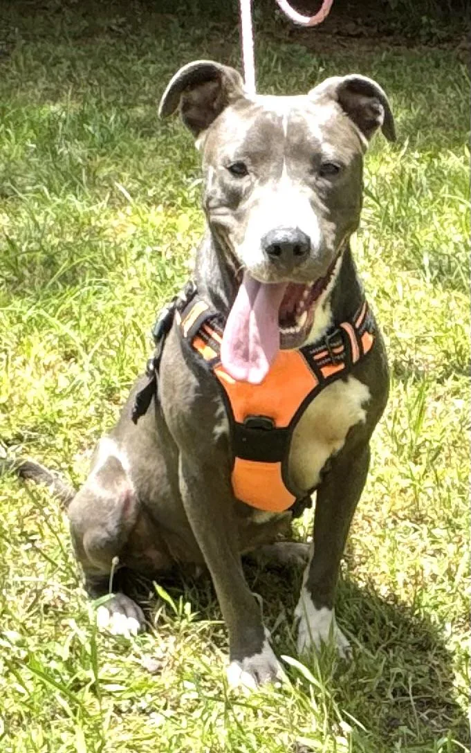 Bella