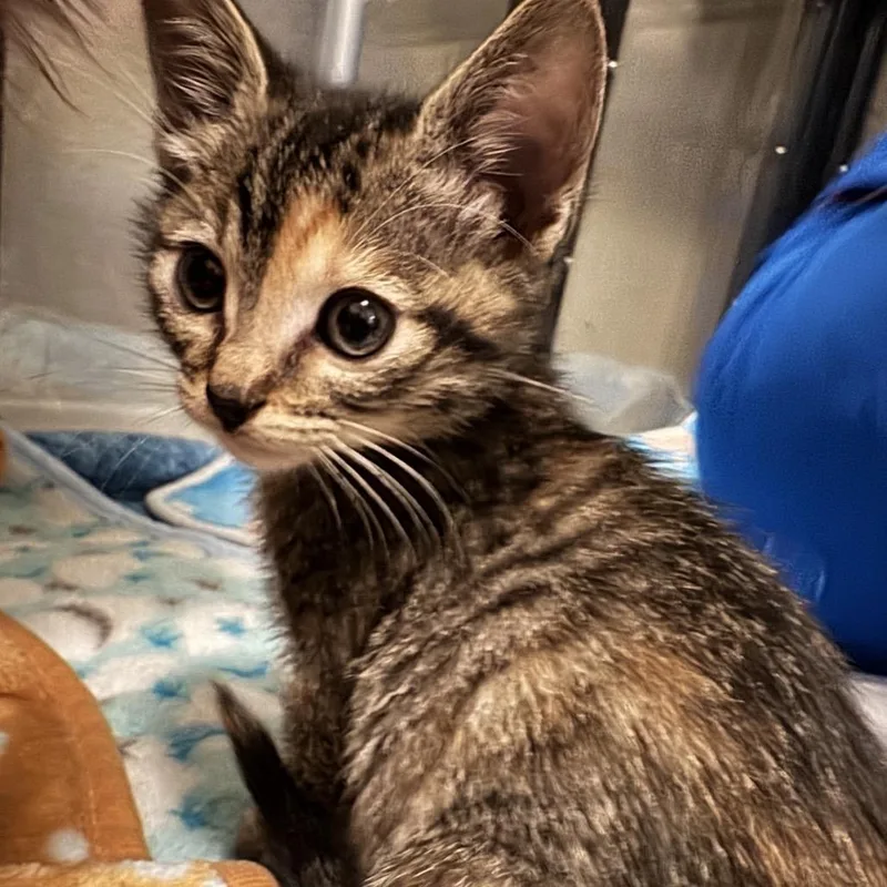 A baby small-sized female Brown / Chocolate Domestic Short Hair cat named Birdie for adoption in Las Vegas, NV