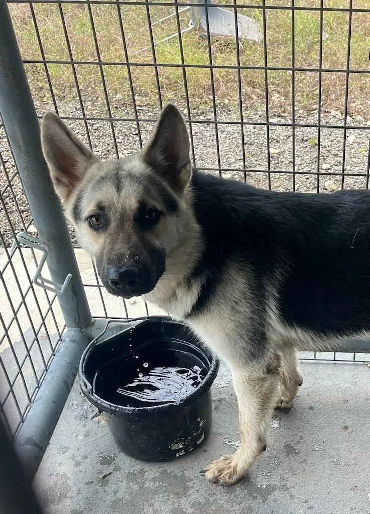 An adult large-sized male German Shepherd Dog dog named Luke for adoption in Belton, TX