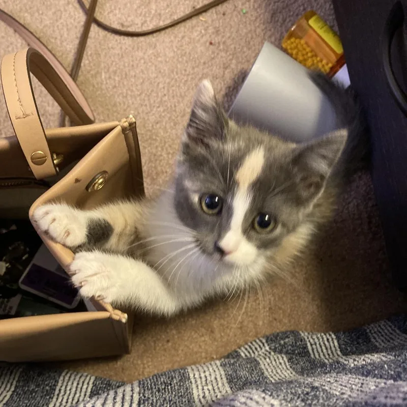 A baby small-sized female Torbie Domestic Short Hair cat named Lilly for adoption in Columbia, MO