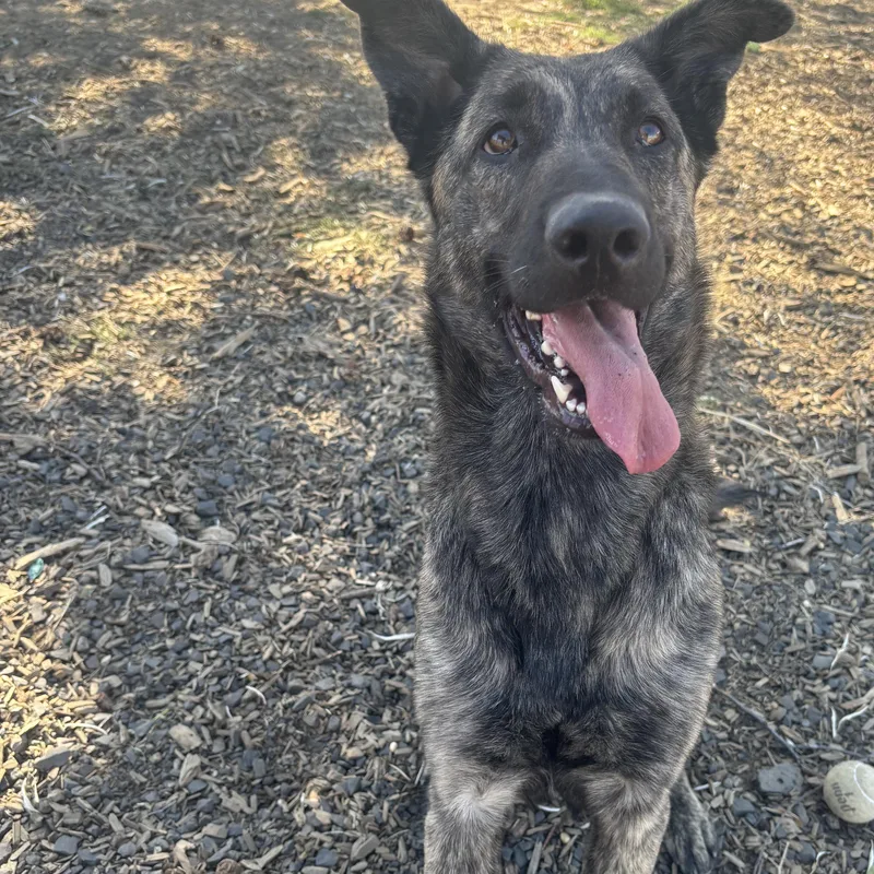 An adult large-sized female Dutch Shepherd dog named Bella for adoption in The Dalles, OR