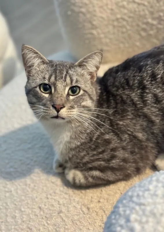 A young medium-sized male Gray & White Tabby cat named Johnnie for adoption in Anthem, AZ
