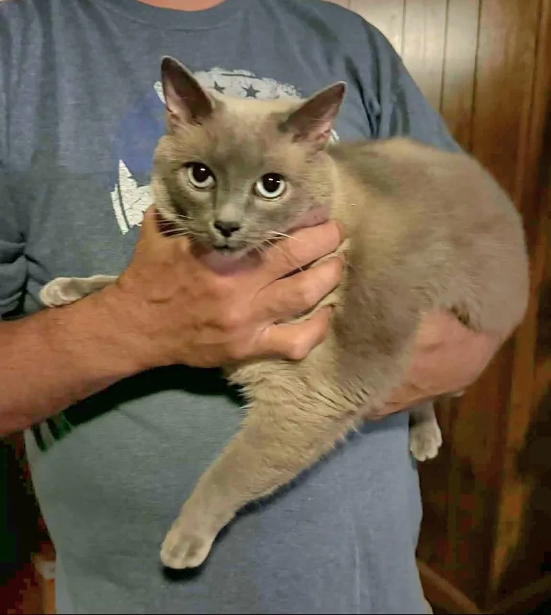 An adult large-sized female Blue Point Siamese cat named Snowball for adoption in Granite Falls, NC
