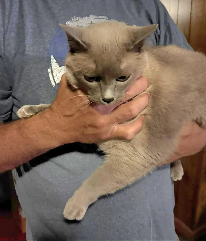 Snowball thumbnail 2