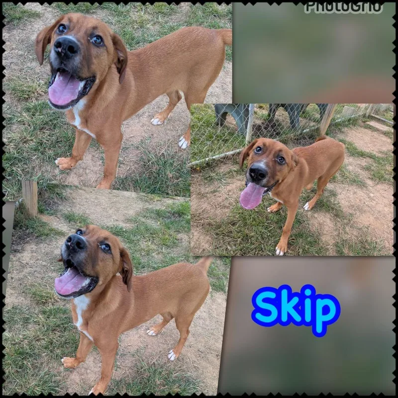 Skip