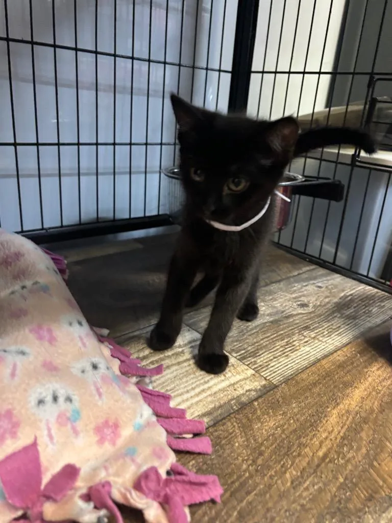A baby medium-sized female Domestic Short Hair cat named Carol for adoption in Algona, IA