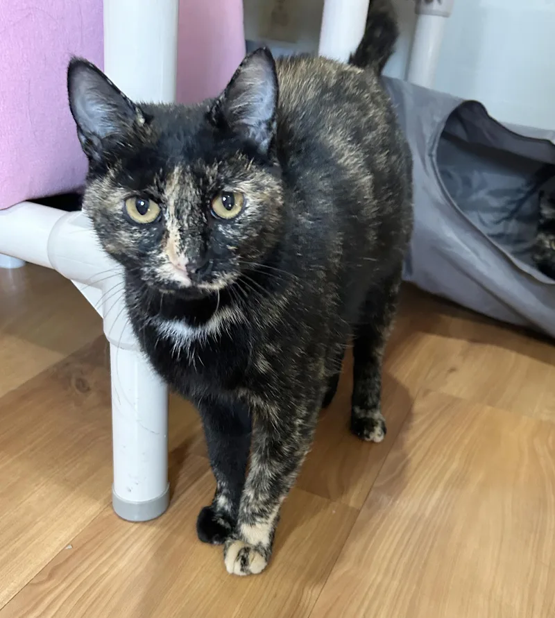 An adult medium-sized female Tortoiseshell cat named Brynn for adoption in Parkville, MO