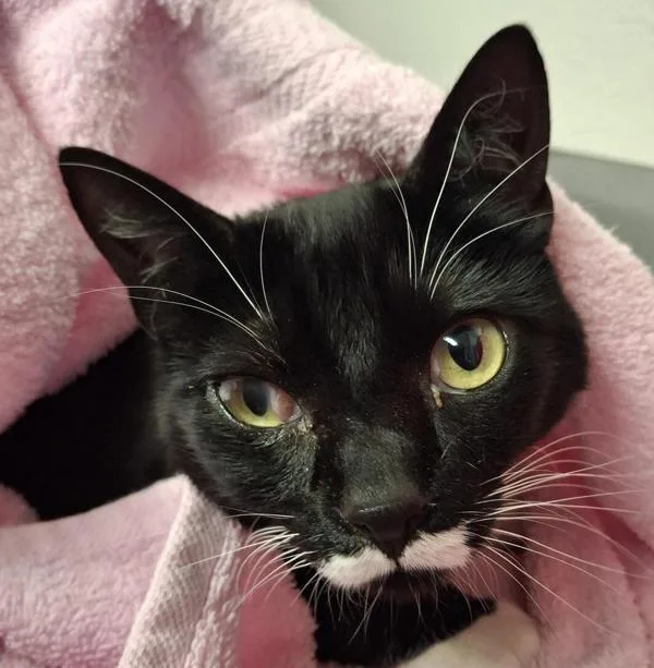 An adult medium-sized male Domestic Short Hair cat named Sunny for adoption in Vancouver, WA