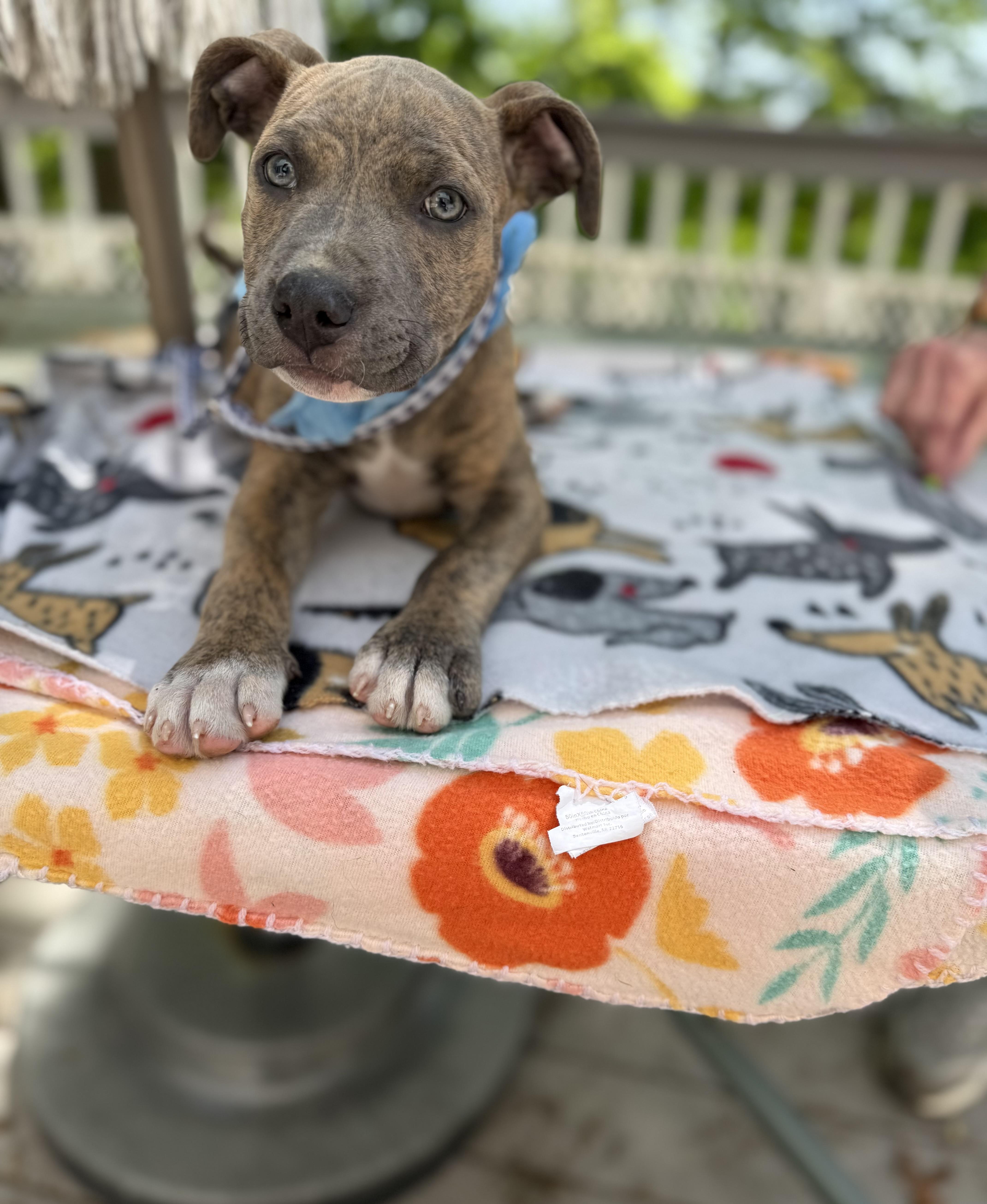 A baby medium-sized male Brindle Boxer dog named Sarge Aka Farley for adoption in White Lake, MI