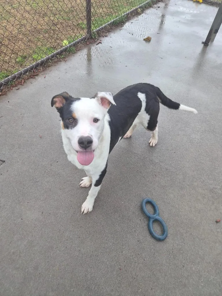 A young medium-sized male Mixed Breed dog named Randall  Adult Carl for adoption in Rome, GA