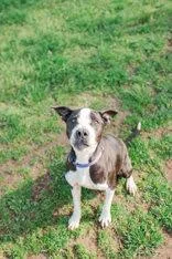 A senior medium-sized male Black Mixed Breed dog named Krait for adoption in Lewiston, ID