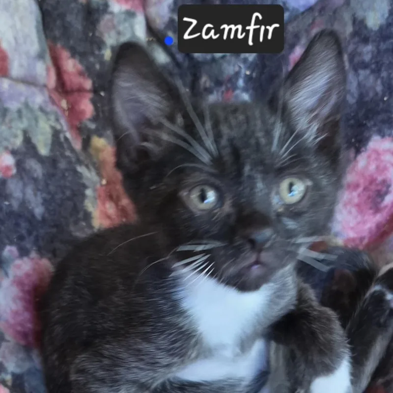 A baby medium-sized male Black & White / Tuxedo Domestic Short Hair cat named Zamfir for adoption in Portland, OR