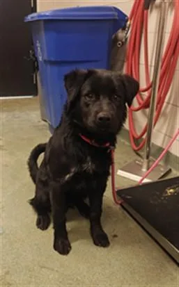 A young medium-sized male Mixed Breed dog named Charlie for adoption in Santa Fe, NM