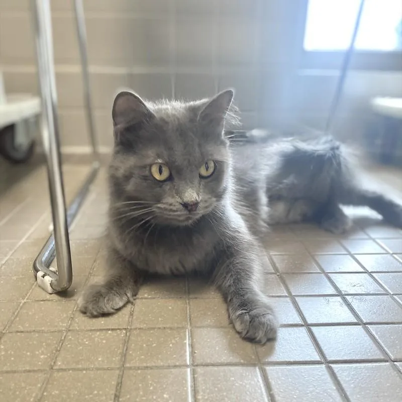 A young medium-sized female Domestic Long Hair cat named Ashley for adoption in Truckee, CA